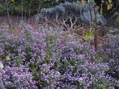 IMG_3199 Aster Rosa Rauhreif.jpg