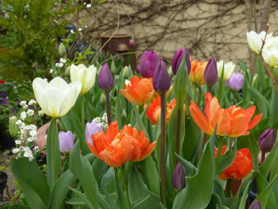 2016-04-30 Tulpen.jpg