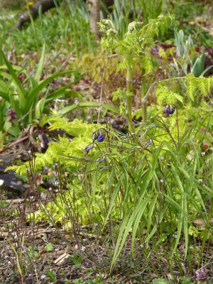 2016-04-30 Gartenimpressionen 1.jpg