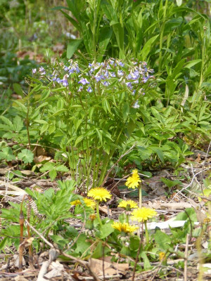2016-04-30 Gartenimpressionen 3.jpg