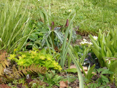 2016-04-30 Gartenimpressionen 4.jpg