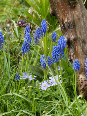 2016-04-30 Gartenimpressionen 5.jpg