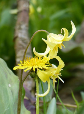 2016-04-30 Gartenimpressionen 6.jpg