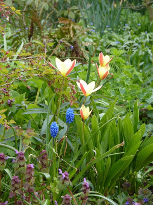 2016-04-30 Gartenimpressionen 7.jpg
