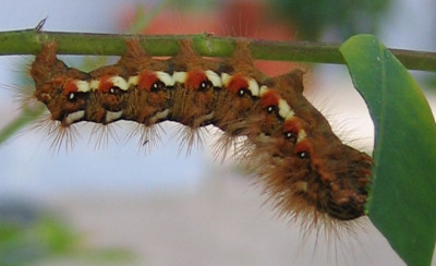 raupeseba.jpg