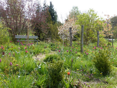 2016-04-30 Ahornbeet 2.jpg