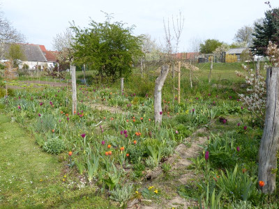 2016-04-30 Ahornbeet 4.jpg