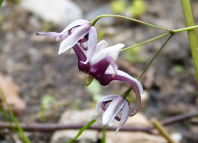 2016-04-30 Epimedium acuminatum 'Myriad Years'.jpg