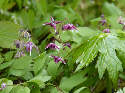2016-04-30 Epimedium 'Circe'.jpg