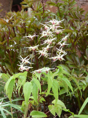 2016-04-30 Epimedium 'Domino'.jpg