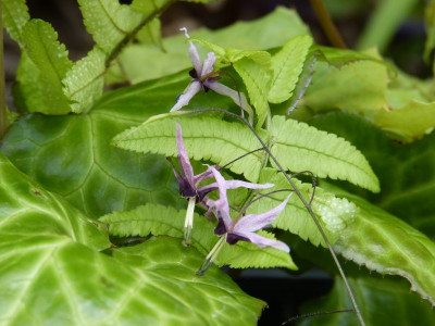 2016-04-30 Epimedium 'Pink Constellation'.jpg