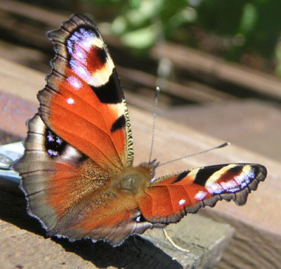 Schmetterling_6.jpg