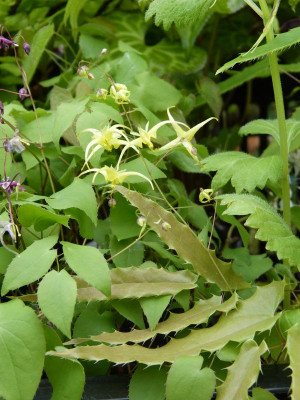 2016-04-30 Epimedium 'Spine Tingler'.jpg