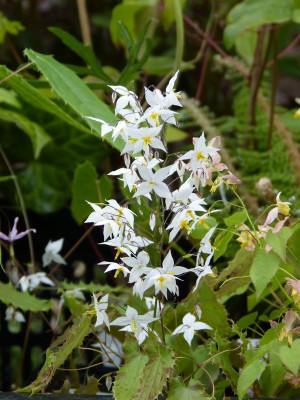 2016-04-30 Epimedium stellulatum Long Leaf Form.jpg