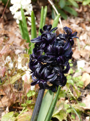 2016-04-30 Hyacinthus 'Dark Dimension'.jpg