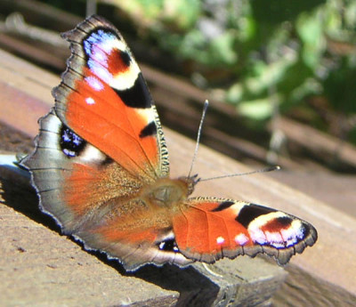 Schmetterling7.jpg