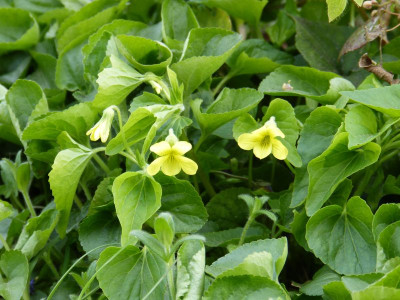 2016-04-30 Viola pubescens.jpg