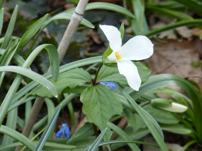 2016-04-30 Trillium grandiflorum.jpg