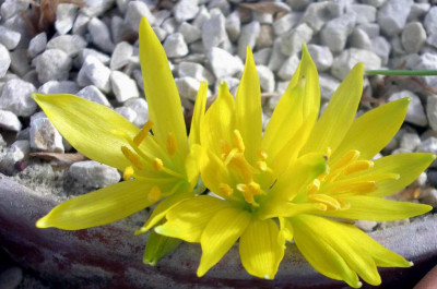 Sternbergia_sicula_ssp._gracea_2006-09-17.JPG