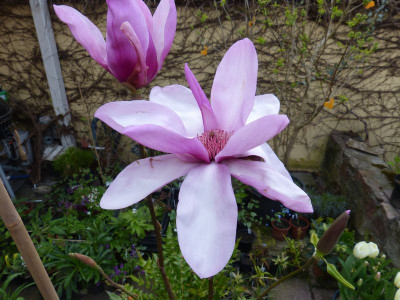 2016-04-30 Magnolia 'Apollo'.jpg