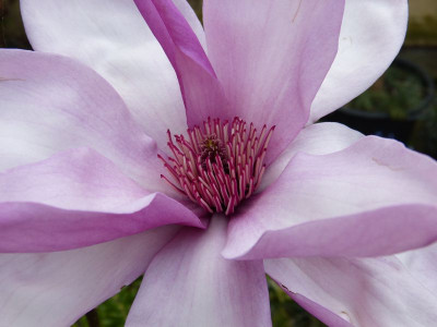 2016-04-30 Magnolia 'Apollo' 2.jpg