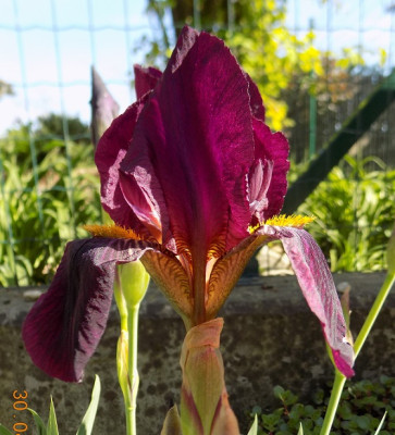 Noname bordeaux small DSCN0226.jpg