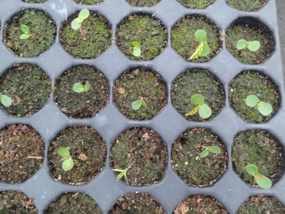 Carpinus betulus Germination April 2016.JPG