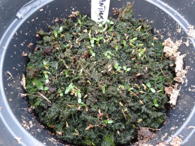 Enkianthus campanulatus Germination April 2016.JPG