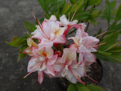 Azalea 'Garten Prinz ;)'.JPG
