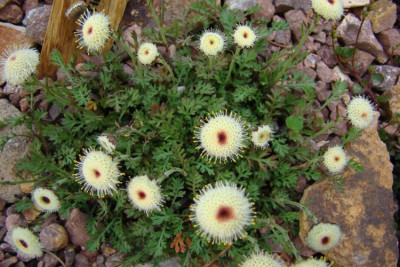 Leptinella dendyi 30.04.16.jpg