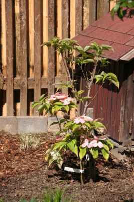 Cornus x rutgersiensis 'Stellar Pink'  IMG_9796.jpg