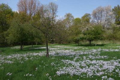 Obstbaumwiese.jpg