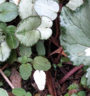 weißes Cyclamen-ax.jpg