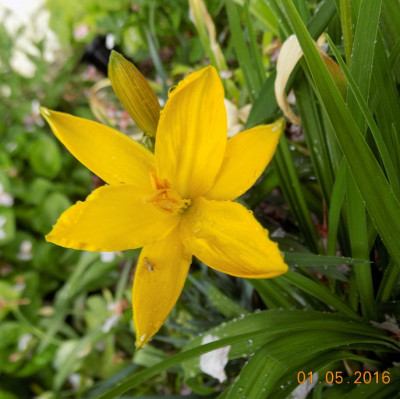 Maikönigin first flower small DSCN0243.jpg