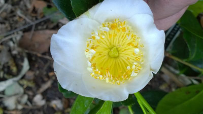WP_20160501_021 Camellia japonica Shiro Osaraku.jpg