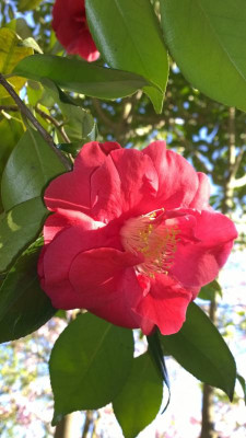 WP_20160421_032 Camellia japonica Grand Prix.jpg