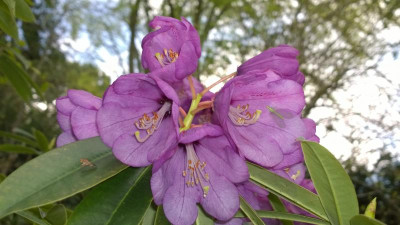 WP_20160501_016 Rhododendron huianum CH7073.jpg