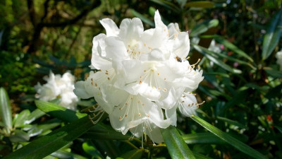 WP_20160501_001 Rhododendron degronianum ssp.heptamerum album.jpg