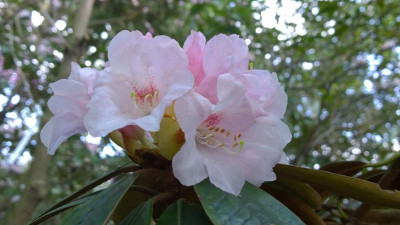 WP_20160501_011 Rhododendron bureavii Lem.jpg
