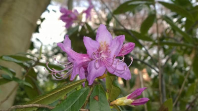 WP_20160501_014 Rhododendron polylepis CH&M 2500.jpg