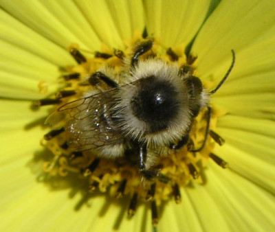 Hummel3.jpg