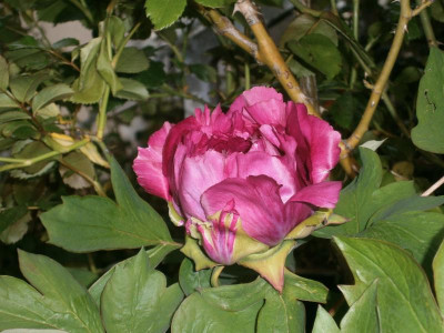 Frühling 16 005.JPG