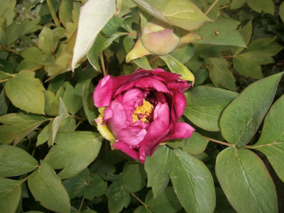 Frühling 16 018.JPG