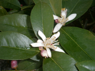 Frühling 16 009.JPG