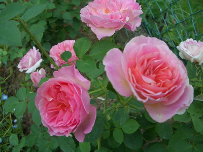 k-CIMG0910.JPG