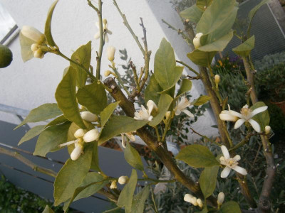 Frühling 16 011.JPG