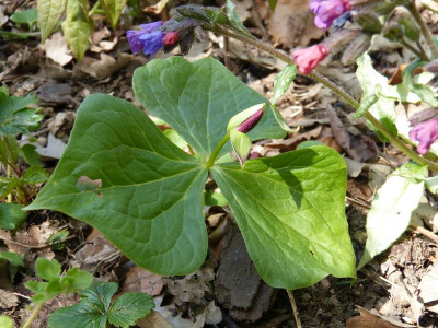 2016-05-01 Trillium.jpg
