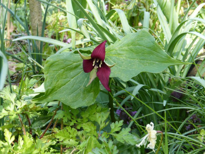 2016-05-01 Trillium erectum.jpg