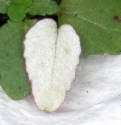 Cyclamen-seedling-white-ax2.jpg