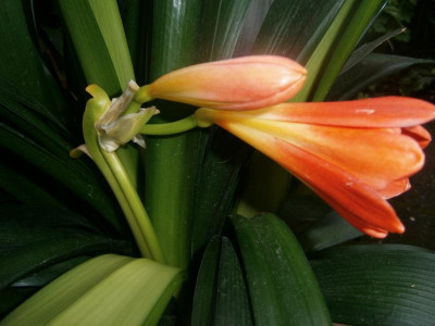 Kliviensämlingsblüte 16 005.JPG